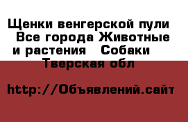 Щенки венгерской пули - Все города Животные и растения » Собаки   . Тверская обл.